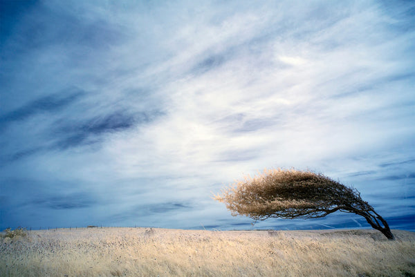 Bent Tree greetings card