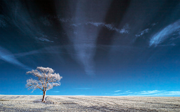 Kithurst Tree #9 greetings card
