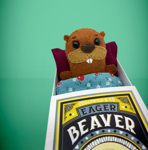 Felt beaver in a box