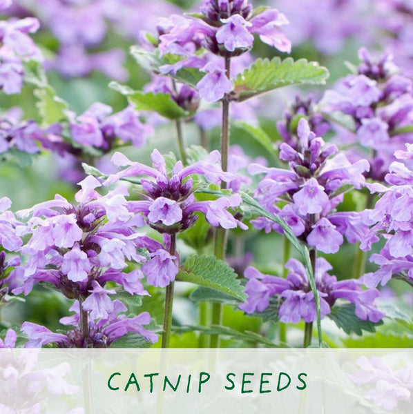 Grow Cat Treats - Cat Lovers Eco Grow Kit