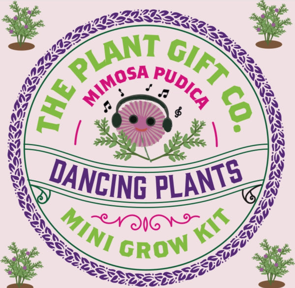 Dancing Flowers Eco Grow Kit