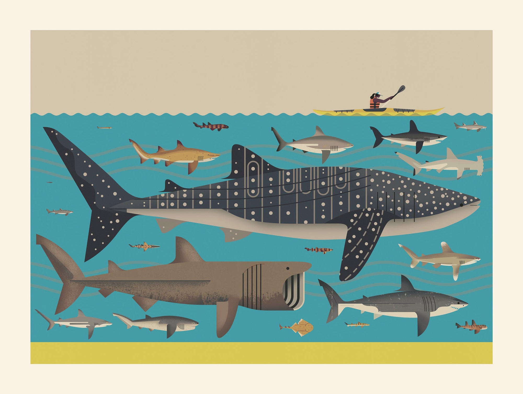 Sharks to scale A3 print